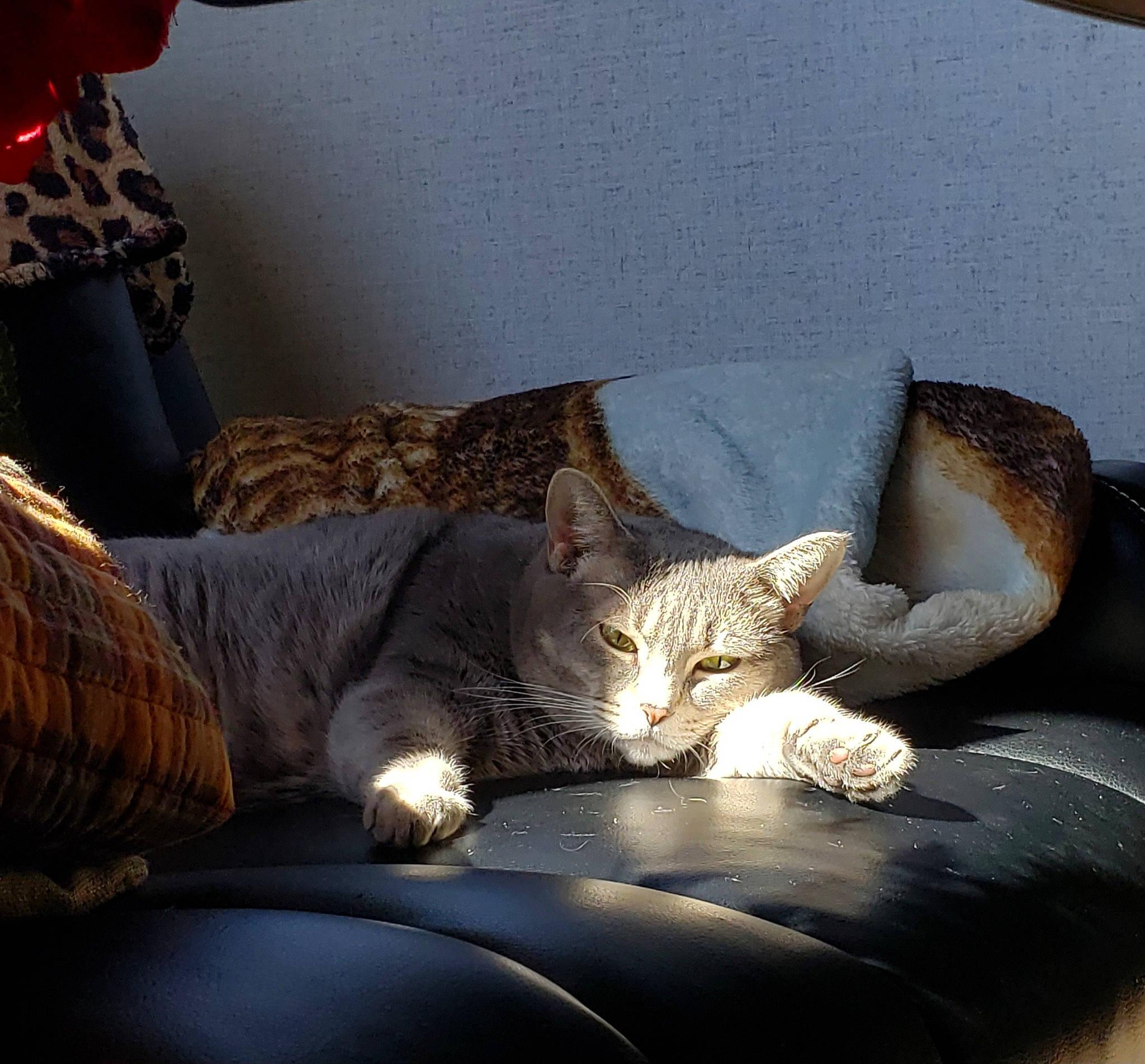 Bob joined the competition — help win amazing prizes! bedding, carnivore, cat, comfort, couch, domestic_short_haired_cat, felidae, fur, furniture, grey, human_leg, linens, living_room, mammal, sitting, small_to_medium_sized_cats, tail, vertebrate, whiskers, window