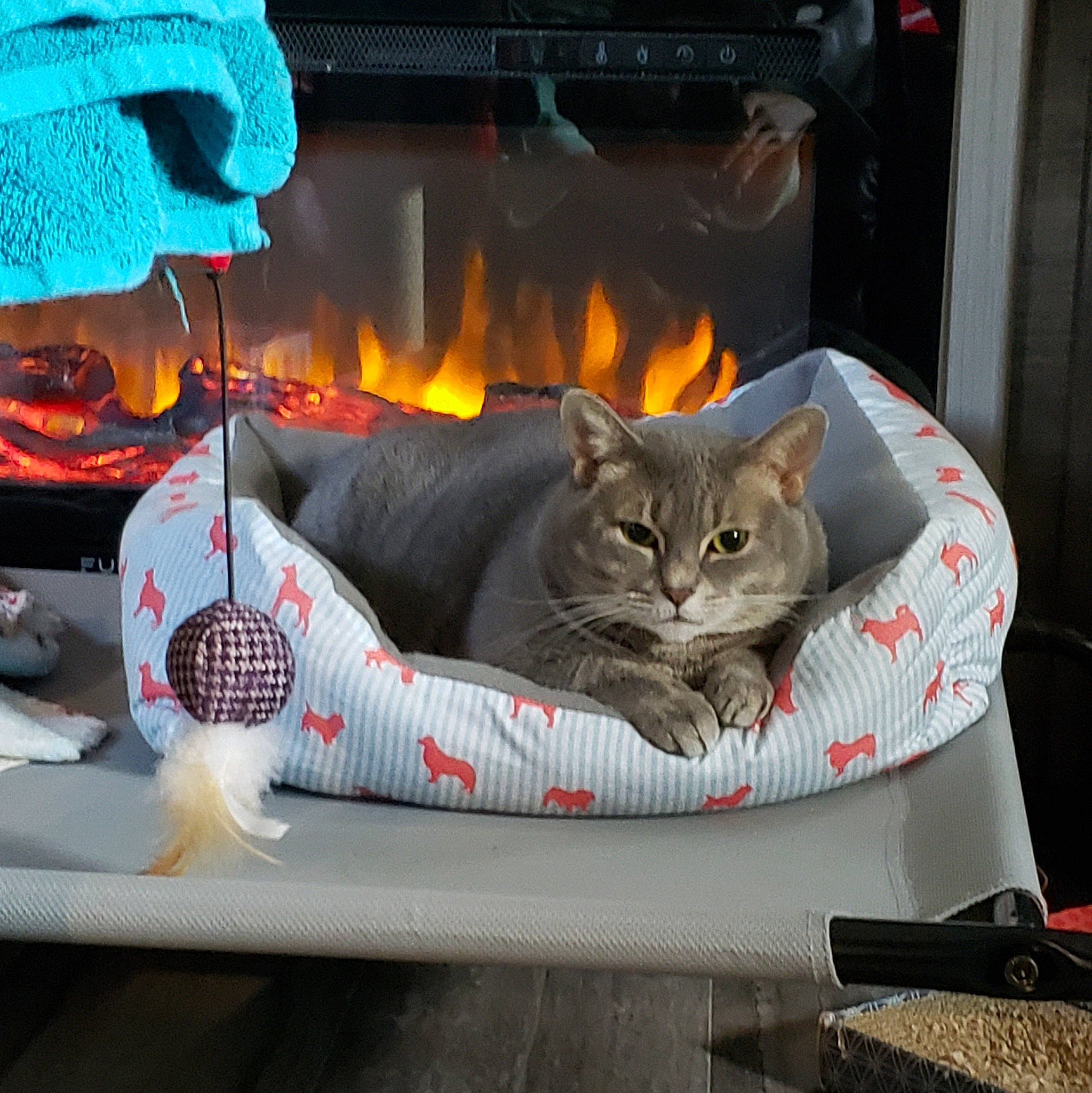 Bob joined the competition — help win amazing prizes! automotive_design, automotive_lighting, bag, carnivore, cat, comfort, couch, domestic_short_haired_cat, felidae, fire, gas, grey, heat, luggage_and_bags, paw, small_to_medium_sized_cats, tail, tree, whiskers, wood_burning_stove