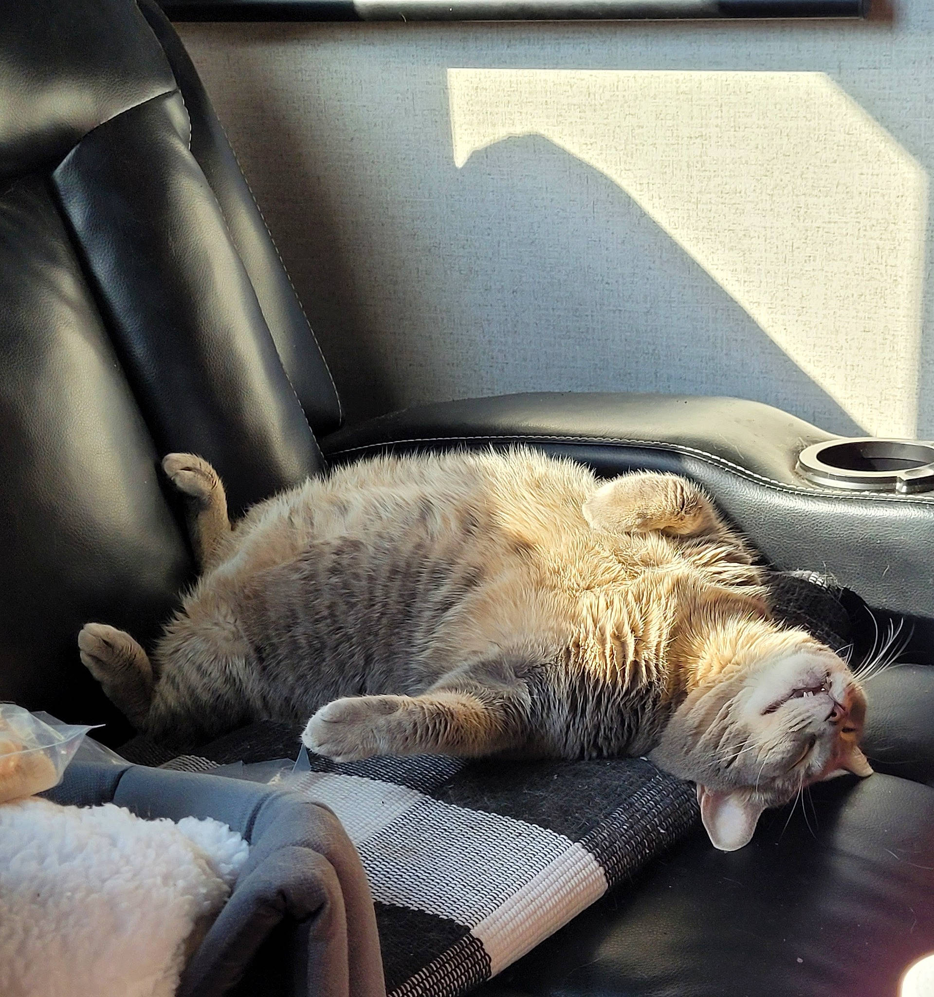 Bob is registered to the contest to win money with this photo: auto_part, carnivore, cat, claw, comfort, companion_dog, domestic_short_haired_cat, fawn, felidae, fur, head_restraint, linens, metal, paw, small_to_medium_sized_cats, snout, tail, vehicle, whiskers, window