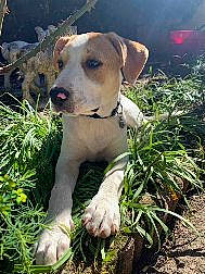 Joy a rejoint le concours — aidez-le/la à gagner de superbes lots ! american_pit_bull_terrier, canidae, carnivore, catahoula_bulldog, dog, dog_breed, fawn, labrador_retriever, mammal, mountain_cur, rare_breed_dog, sporting_group, vertebrate