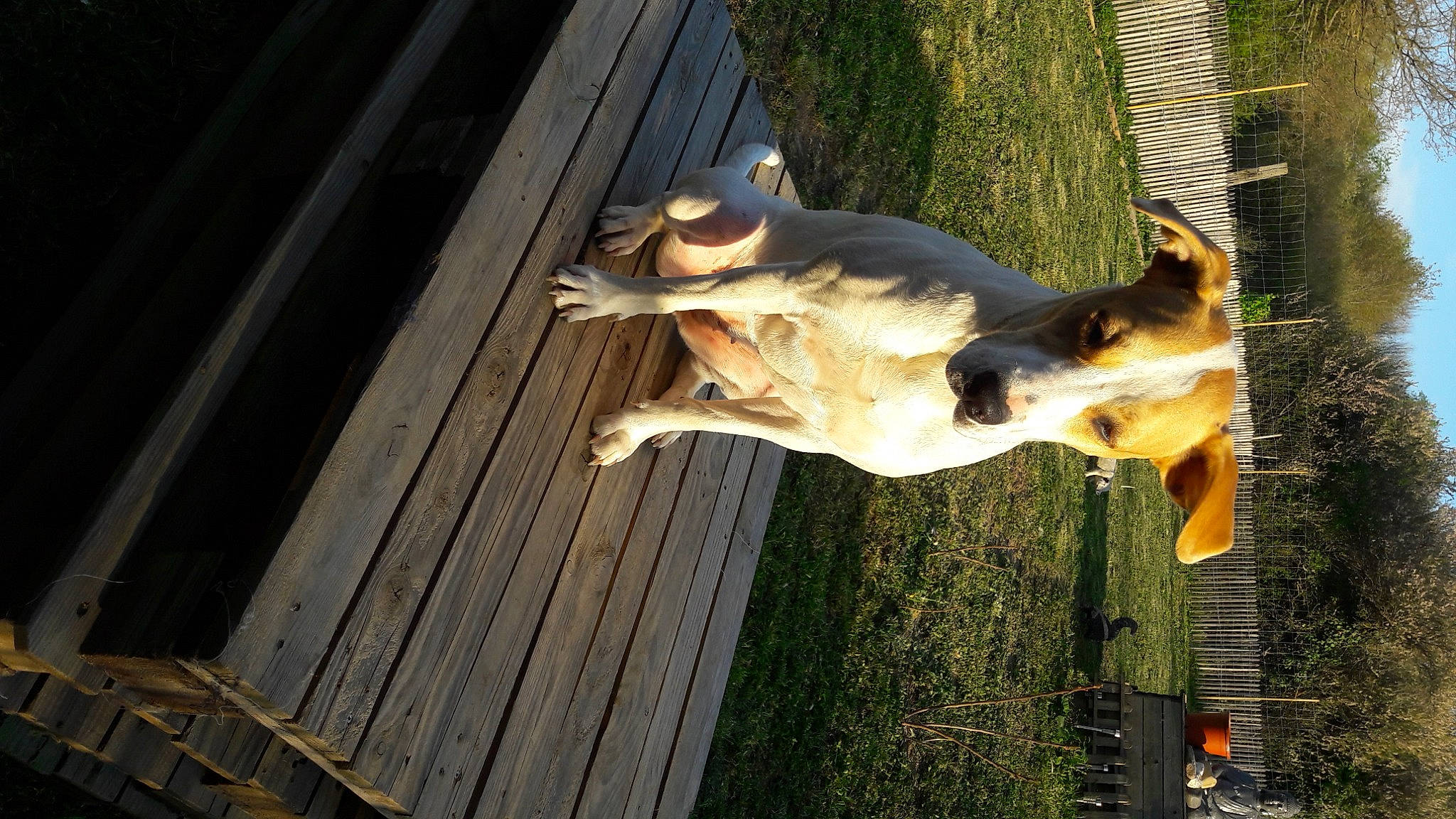 Joy participe au concours pour gagner de l'argent avec cette photo : canidae, carnivore, companion_dog, dog, dog_breed, fawn, giraffidae, grass, hardwood, plank, plant, snout, sporting_group, tail, terrestrial_animal, tree, trunk, wildlife, wood, working_animal