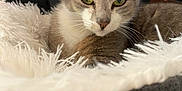 Miya a rejoint le concours — aidez-le/la à gagner de superbes lots ! animal, background_blur, cat, close_up, comfort, cozy, face, feline, fluffy_blanket, fur, gray_cat, green_eyes, home, indoor, pet, relaxed, resting, soft_texture, whiskers, white_fur