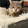 Miya a rejoint le concours — aidez-le/la à gagner de superbes lots ! cat, gray_cat, white_fur, close_up, resting, fluffy_blanket, indoor, pet, animal, feline, soft_texture, cozy, relaxed, green_eyes, whiskers, face, fur, comfort, home, background_blur