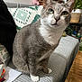 Miya participe au concours pour gagner de l'argent avec cette photo : cat, close_up, couch, cozy, curious, domestic_animal, feline, furniture, gray_cat, green_eyes, home_decor, indoor, living_room, pet, pillow, plant, seated, textile, white_paws, wooden_table