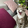 animal, cat, couch, cozy, cute, expression, feline, fur, gray_cat, home, indoor, living_room, mouth_open, pet, pillows, plant, sitting, teeth, whiskers, white_cat