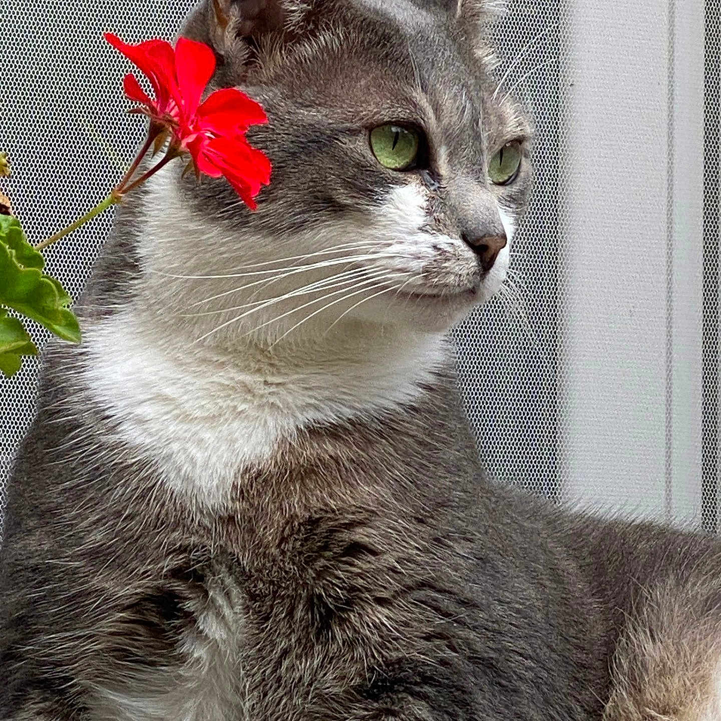 Miya a rejoint le concours — aidez-le/la à gagner de superbes lots ! animal, cat, closeup, feline, flower, fur, gray_cat, green_eyes, leaf, mesh_background, nature, outdoor, pet, plant, portrait, profile, red_flower, sitting, whiskers, white_fur