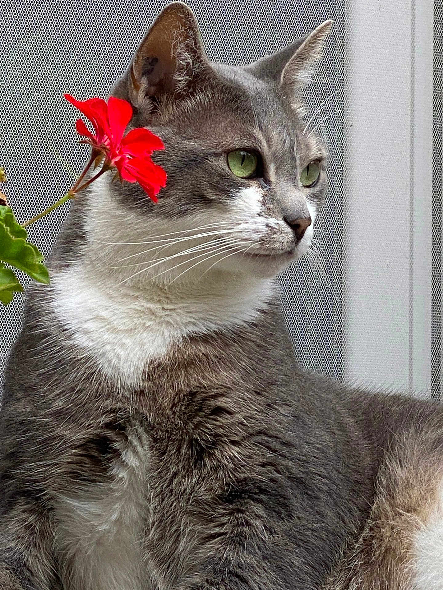 Miya a rejoint le concours — aidez-le/la à gagner de superbes lots ! cat, gray_cat, white_fur, green_eyes, flower, red_flower, pet, animal, closeup, portrait, whiskers, outdoor, nature, plant, leaf, feline, sitting, profile, fur, mesh_background