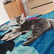 Satanas participe au concours pour gagner de l'argent avec cette photo : cat, gray_cat, tabby, bedroom, blanket, furniture, wardrobe, fan, television, wooden_drawer, indoor, pet, animal, resting, lying_down, colorful, patterned, curious, cozy, home