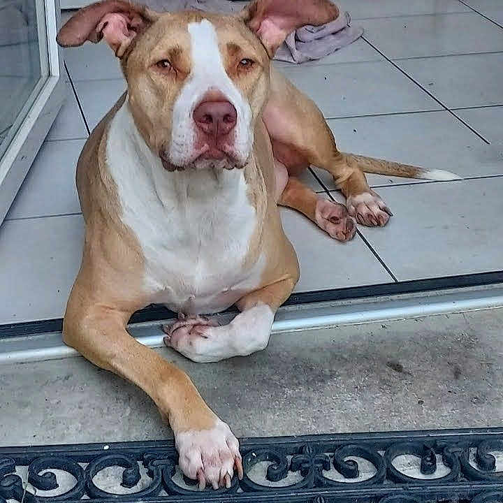 Nicky participe au concours pour gagner de l'argent avec cette photo : dog, animal, pet, lounge, doorstep, paw, doormat, tile_floor, indoor, brown_and_white, calm, relaxed, ears_up, looking_at_camera, snout, fur, domestic, companion, resting, quiet