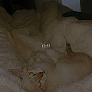 Plume a rejoint le concours — aidez-le/la à gagner de superbes lots ! cat, orange_cat, sleeping, lying_down, upside_down, fluffy_blanket, bed, bedroom, indoor, dim_lighting, night, glowing_eyes, pet, whiskers, fur, relaxed, cozy, open_door, time_display, portrait
