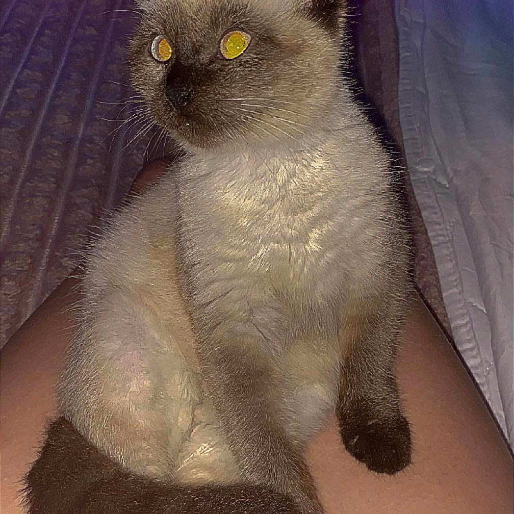 Stella