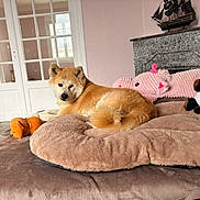 Meiko a rejoint le concours — aidez-le/la à gagner de superbes lots ! dog, shiba_inu, pet, animal, fluffy, brown_fur, sitting, lying_down, alert, side_eye, dog_bed, plush_toy, pink_pig, panda_toy, orange_toy, bedroom, fireplace, indoors, cozy, portrait