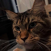 Velvet a rejoint le concours — aidez-le/la à gagner de superbes lots ! cat, tabby_cat, fluffy, long_hair, whiskers, ears, eyes, animal, pet, feline, closeup, portrait, brown_fur, striped_fur, indoors, cozy, sitting, alert, camera_gaze, dramatic