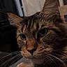 cat, tabby_cat, fluffy, long_hair, whiskers, ears, eyes, animal, pet, feline, closeup, portrait, brown_fur, striped_fur, indoors, cozy, sitting, alert, camera_gaze, dramatic