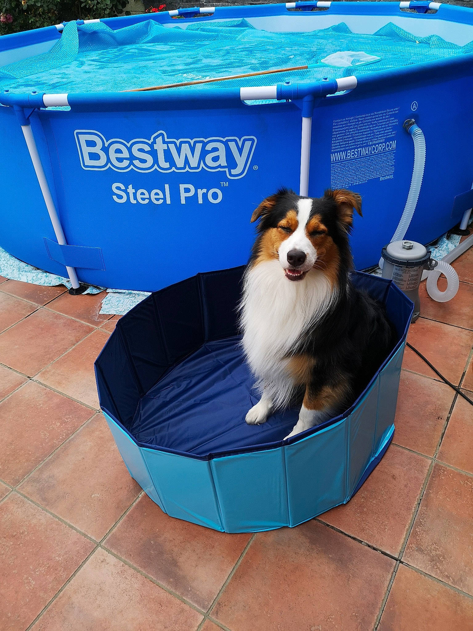 Orion participe au concours pour gagner de l'argent avec cette photo : australian_shepherd, border_collie, canidae, carnivore, companion_dog, dog, dog_breed, dog_supply, mammal, pet_supply, vertebrate, water