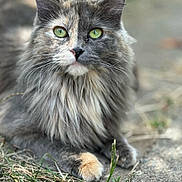 Jasper joined the competition — help win amazing prizes! bokeh, cat, close_up, curious, ears, feline, fluffy_fur, grass, green_eyes, ground, longhaired_cat, muzzle, nature, outdoor, paw, pet, portrait, relaxed, tortoiseshell, whiskers