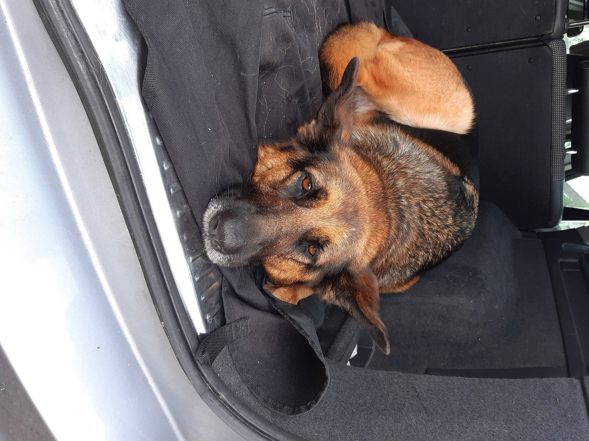 Africa a rejoint le concours — aidez-le/la à gagner de superbes lots ! automotive_exterior, automotive_lighting, automotive_tire, bumper, carnivore, comfort, companion_dog, dog, dog_breed, fawn, fender, gas, grille, hat, hood, personal_luxury_car, snout, vehicle, vehicle_door, windshield