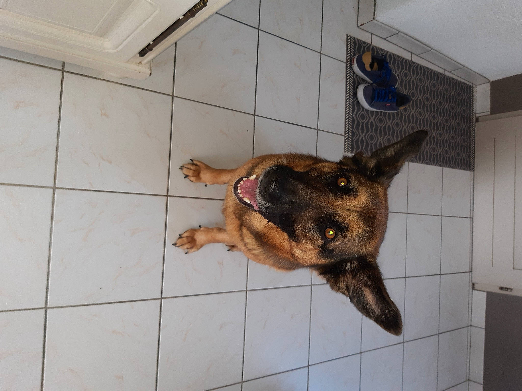 Africa a rejoint le concours — aidez-le/la à gagner de superbes lots ! animal_shelter, canidae, carnivore, companion_dog, dog, dog_breed, ear, fawn, floor, flooring, fur, jaw, liver, pet_supply, snout, sporting_group, tail, terrestrial_animal, tile_flooring, working_animal