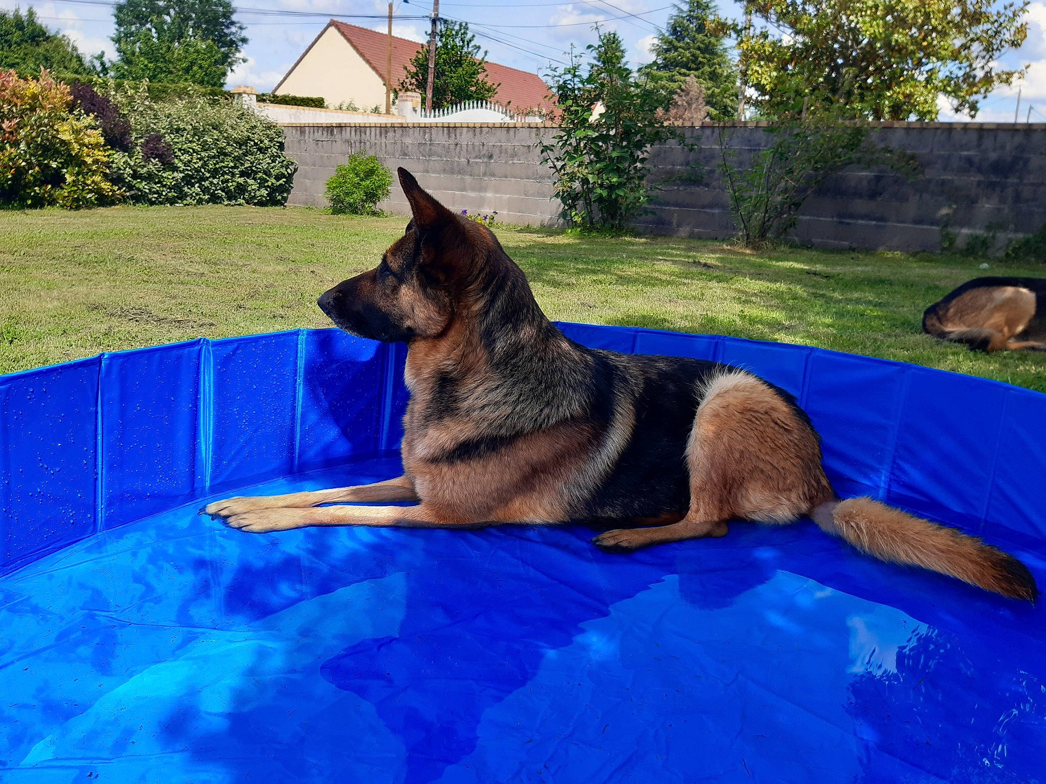 Africa participe au concours pour gagner de l'argent avec cette photo : carnivore, cloud, dog, dog_breed, dog_supply, east_european_shepherd, electric_blue, fawn, german_shepherd_dog, grass, herding_dog, king_shepherd, leisure, old_german_shepherd_dog, plant, sky, snout, tree, water, working_animal