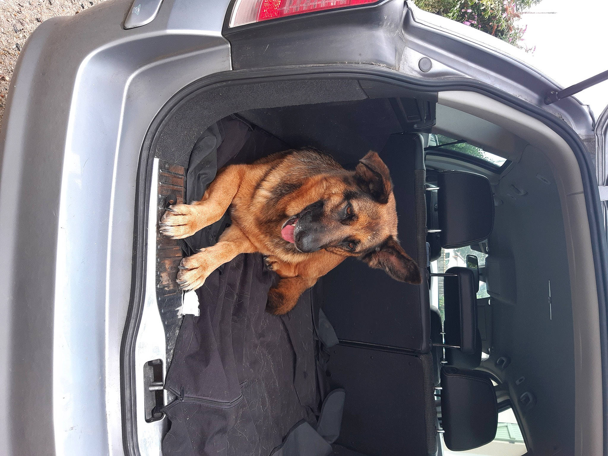 Africa participe au concours pour gagner de l'argent avec cette photo : auto_part, automotive_design, automotive_exterior, automotive_lighting, automotive_tail_brake_light, automotive_tire, bumper, car, car_seat_cover, carnivore, companion_dog, dog, dog_breed, fender, hood, motor_vehicle, snout, trunk, vehicle, vehicle_door