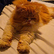 Biscuit joined the competition — help win amazing prizes! cat, orange_cat, fluffy, pet, bed, sleepy, fur, relaxed, indoor, animal, cute, mammal, whiskers, paws, resting, cozy, feline, domestic_animal, soft_fur, companion