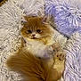 Biscuit is registered to the contest to win money with this photo: kitten, cat, fluffy, orange, white, pet, animal, cute, fur, paw, tail, blanket, soft, cozy, indoor, relaxing, young, adorable, small, lying_down