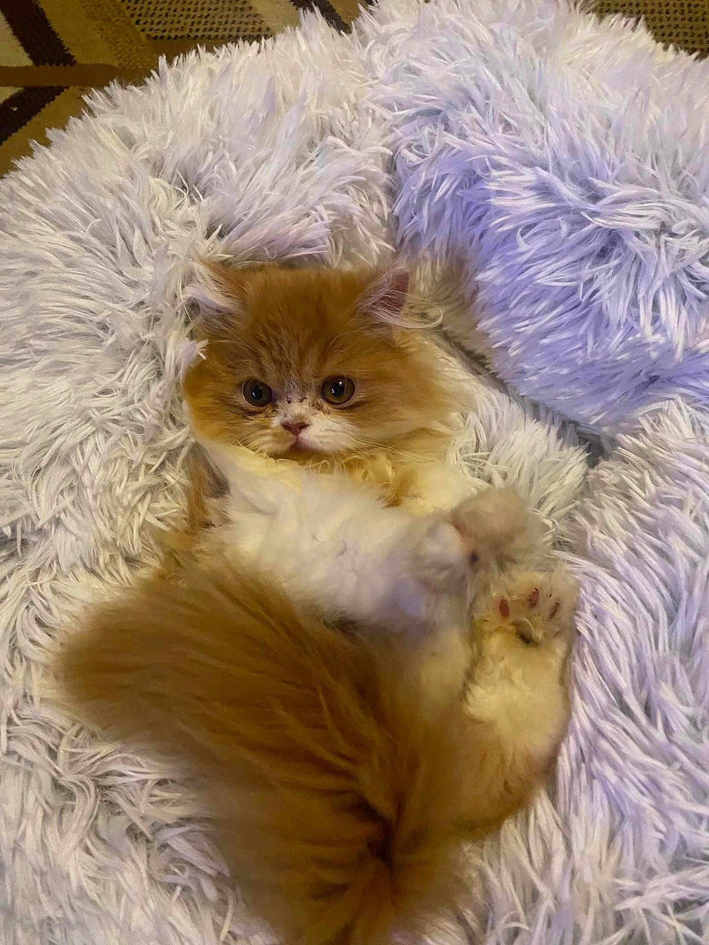 Biscuit