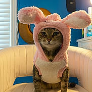 Rainbow joined the competition — help win amazing prizes! cat, costume, bunny_ears, pink, white_chair, indoor, pet, furry, animal, portrait, blue_wall, lamp, window, furniture, cute, fluffy, whiskers, sitting, expressionless, cozy