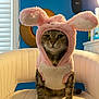 cat, costume, bunny_ears, pink, white_chair, indoor, pet, furry, animal, portrait, blue_wall, lamp, window, furniture, cute, fluffy, whiskers, sitting, expressionless, cozy