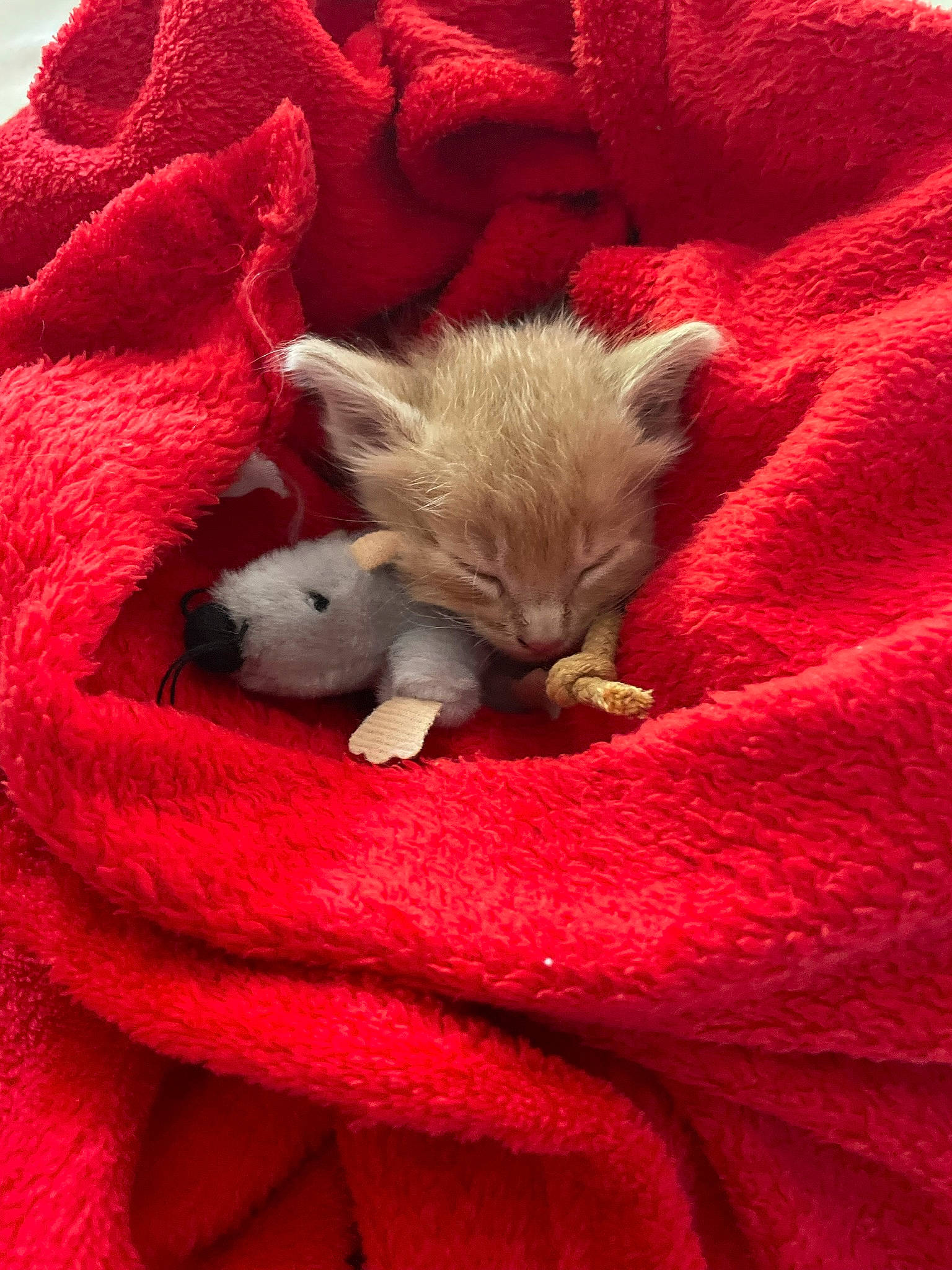 Lucifer participe au concours pour gagner de l'argent avec cette photo : bed, canidae, carmine, carnivore, cat, claw, comfort, domestic_short_haired_cat, fawn, felidae, fur, grey, linens, nap, paw, red, small_to_medium_sized_cats, snout, tail, whiskers