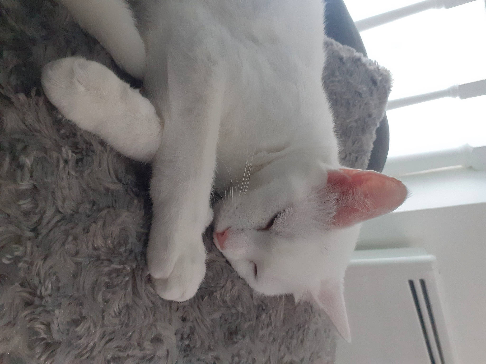 Neige participe au concours pour gagner de l'argent avec cette photo : carnivore, cat, claw, domestic_short_haired_cat, fawn, felidae, foot, fur, gesture, human_leg, mammal, nail, paw, small_to_medium_sized_cats, snout, tail, toe, vertebrate, whiskers