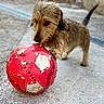 Sasha a rejoint le concours — aidez-le/la à gagner de superbes lots ! dog, soccer_ball, outdoor, concrete, paw, scruffy, playful, toy, pet, brown_fur, closeup, animal, side_view, small_dog, chewed_toy, texture, daylight, background_blur, focused, determined
