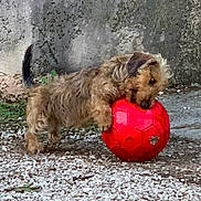 Sasha a rejoint le concours — aidez-le/la à gagner de superbes lots ! dog, red_ball, outdoor, gravel, concrete_wall, playful, pet, animal, small_dog, fur, paw, chewing, toy, nature, daylight, ground, texture, curious, energetic, canine