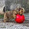 dog, red_ball, outdoor, gravel, concrete_wall, playful, pet, animal, small_dog, fur, paw, chewing, toy, nature, daylight, ground, texture, curious, energetic, canine