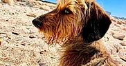 Sasha participe au concours pour gagner de l'argent avec cette photo : dog, beach, sand, sunny, outdoor, animal, brown_fur, profile, daylight, nature, pet, canine, fur, snout, closeup, sky, rock, curly_fur, portrait, side_view
