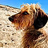 dog, beach, sand, sunny, outdoor, animal, brown_fur, profile, daylight, nature, pet, canine, fur, snout, closeup, sky, rock, curly_fur, portrait, side_view