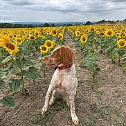 Saphire a rejoint le concours — aidez-le/la à gagner de superbes lots ! dog, sunflower, field, nature, outdoor, animal, pet, flower, collar, plant, sky, cloudy, grass, earth, row, summer, landscape, canine, fur, sitting