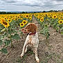 dog, sunflower, field, nature, outdoor, animal, pet, flower, collar, plant, sky, cloudy, grass, earth, row, summer, landscape, canine, fur, sitting