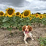 Saphire participe au concours pour gagner de l'argent avec cette photo : dog, sunflower, flower_field, outdoor, nature, plant, canine, brown_and_white, grass, cloudy_sky, pet, animal, happy, tongue_out, summer, greenery, field, leaf, collar, lying_down