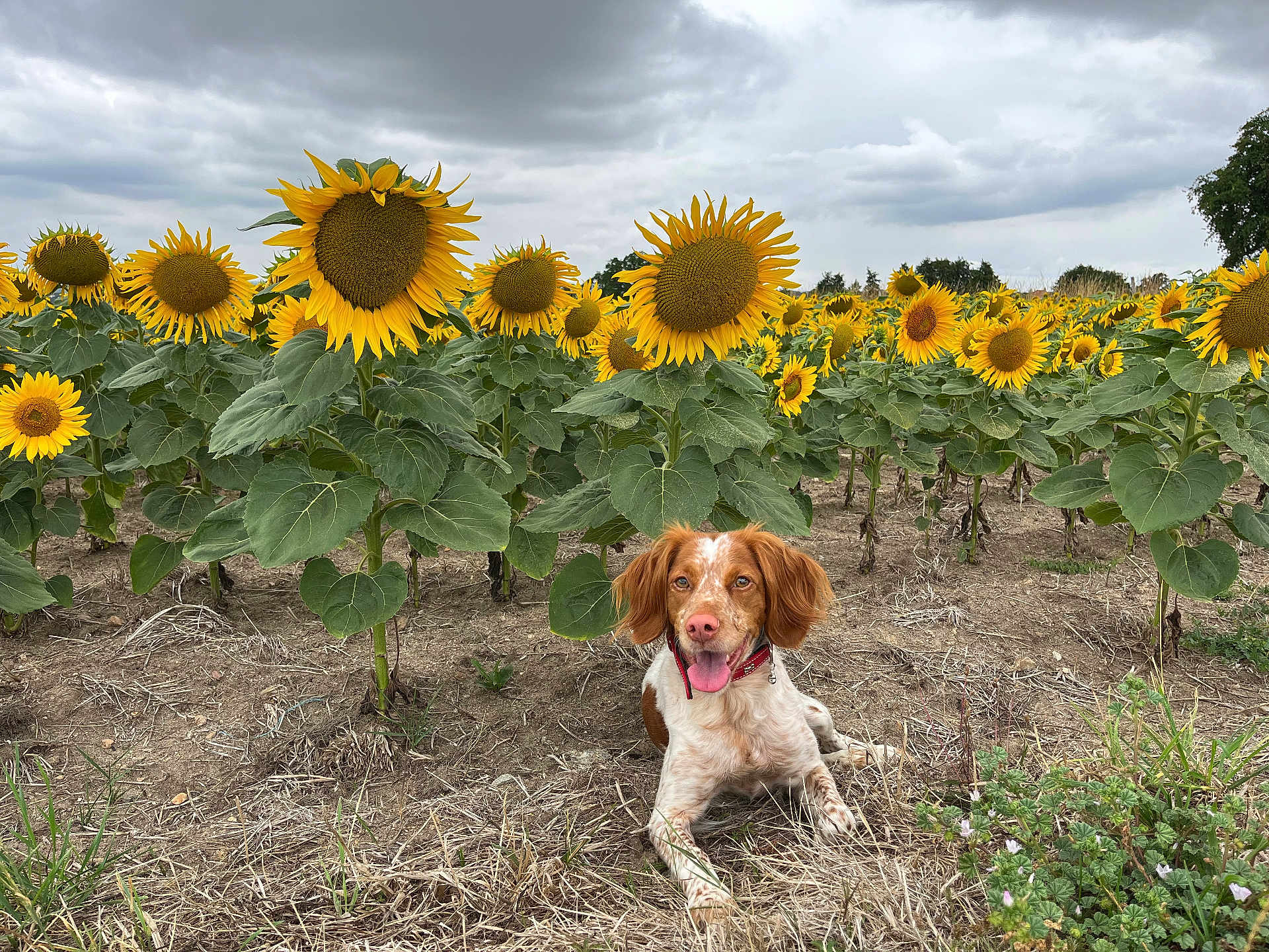 Saphire participe au concours pour gagner de l'argent avec cette photo : dog, sunflower, flower_field, outdoor, nature, plant, canine, brown_and_white, grass, cloudy_sky, pet, animal, happy, tongue_out, summer, greenery, field, leaf, collar, lying_down