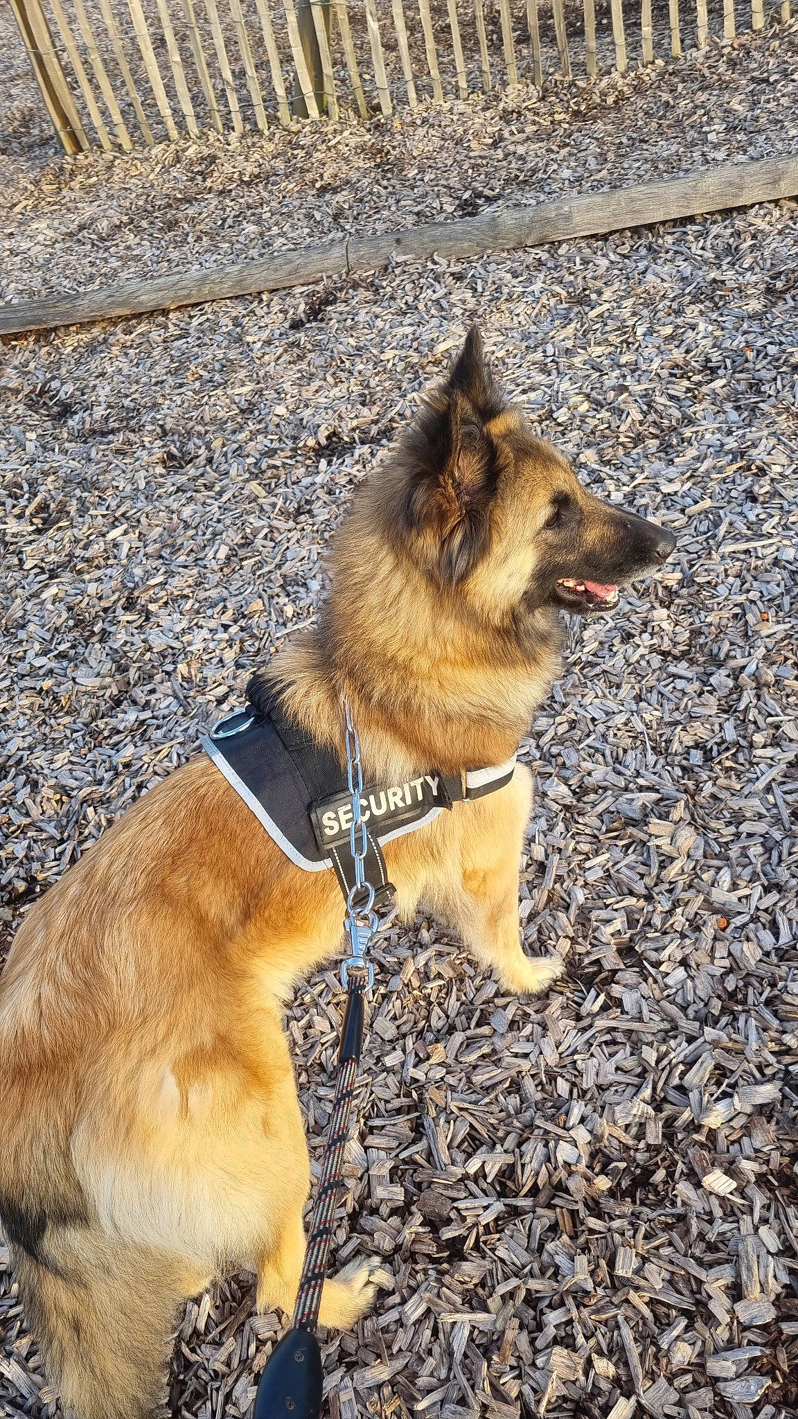 Thaïa a rejoint le concours — aidez-le/la à gagner de superbes lots ! canidae, canis, carnivore, collar, companion_dog, dog, dog_breed, dog_collar, dog_hiking, east_european_shepherd, fawn, herding_dog, king_shepherd, leash, old_german_shepherd_dog, pet_supply, snout, sporting_group, tail, terrestrial_animal
