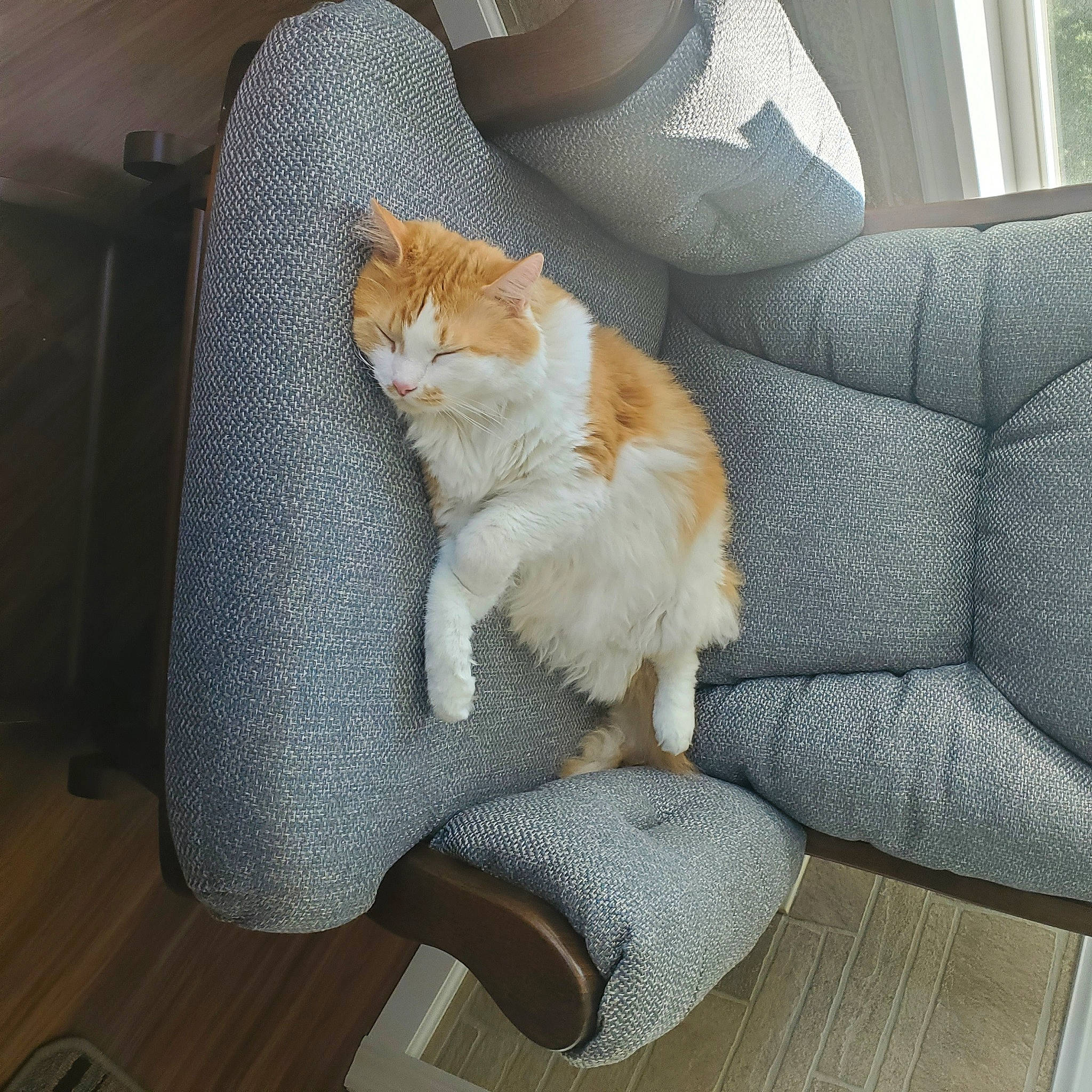 Chippy joined the competition — help win amazing prizes! carnivore, cat, comfort, companion_dog, couch, domestic_short_haired_cat, fawn, felidae, flooring, hardwood, human_leg, paw, plant, small_to_medium_sized_cats, snout, tail, textile, whiskers, window, wood