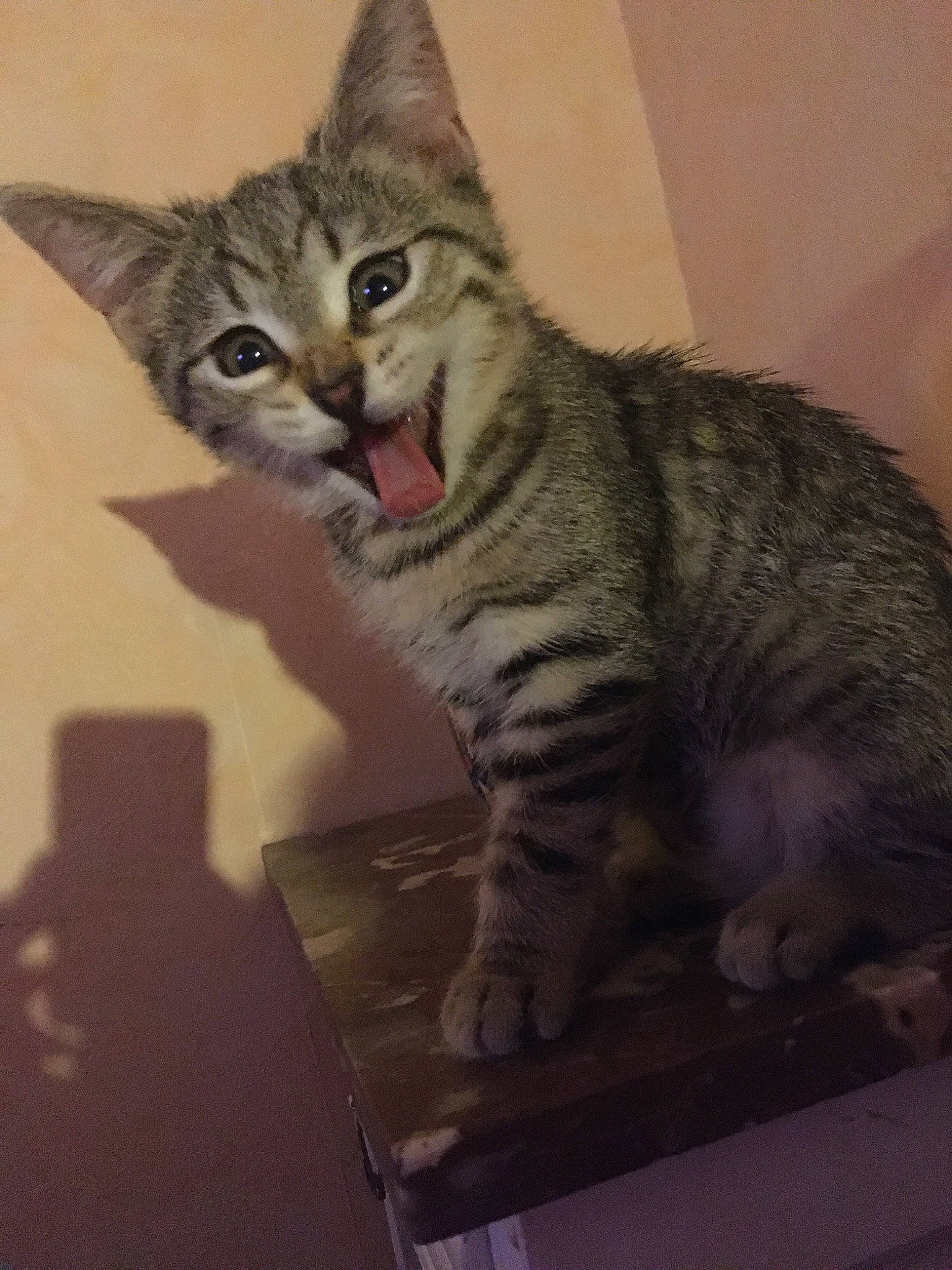 Bernadette a rejoint le concours — aidez-le/la à gagner de superbes lots ! aegean_cat, american_shorthair, asian, australian_mist, california_spangled, carnivore, cat, domestic_short_haired_cat, dragon_li, egyptian_mau, european_shorthair, felidae, kitten, mammal, pixie_bob, small_to_medium_sized_cats, sokoke, tabby_cat, vertebrate, whiskers