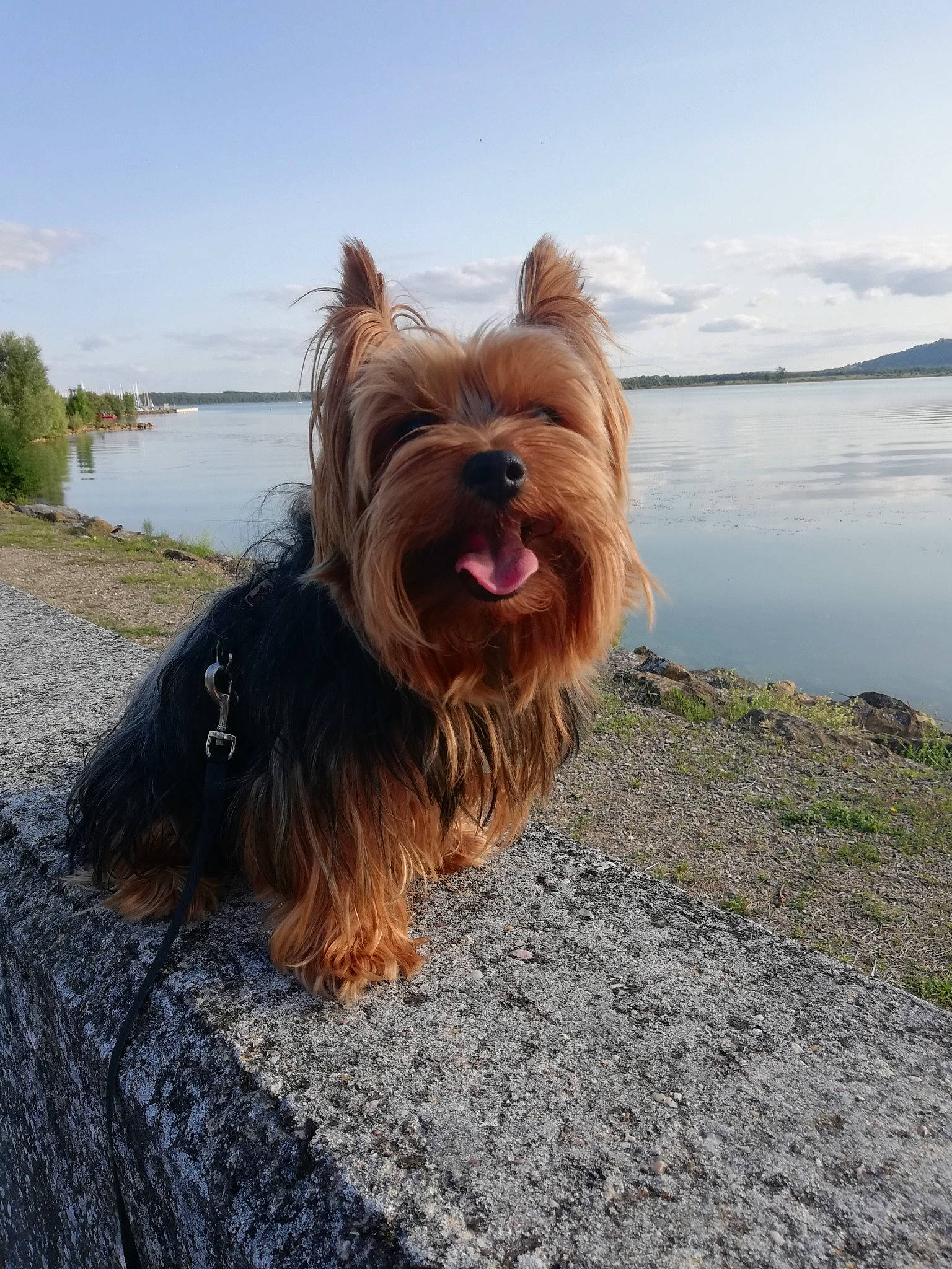 Marty participe au concours pour gagner de l'argent avec cette photo : australian_terrier, canidae, carnivore, cloud, companion_dog, dog, dog_breed, fawn, lake, liver, mammal, sky, small_terrier, snout, sporting_group, terrier, toy_dog, vertebrate, water, wood