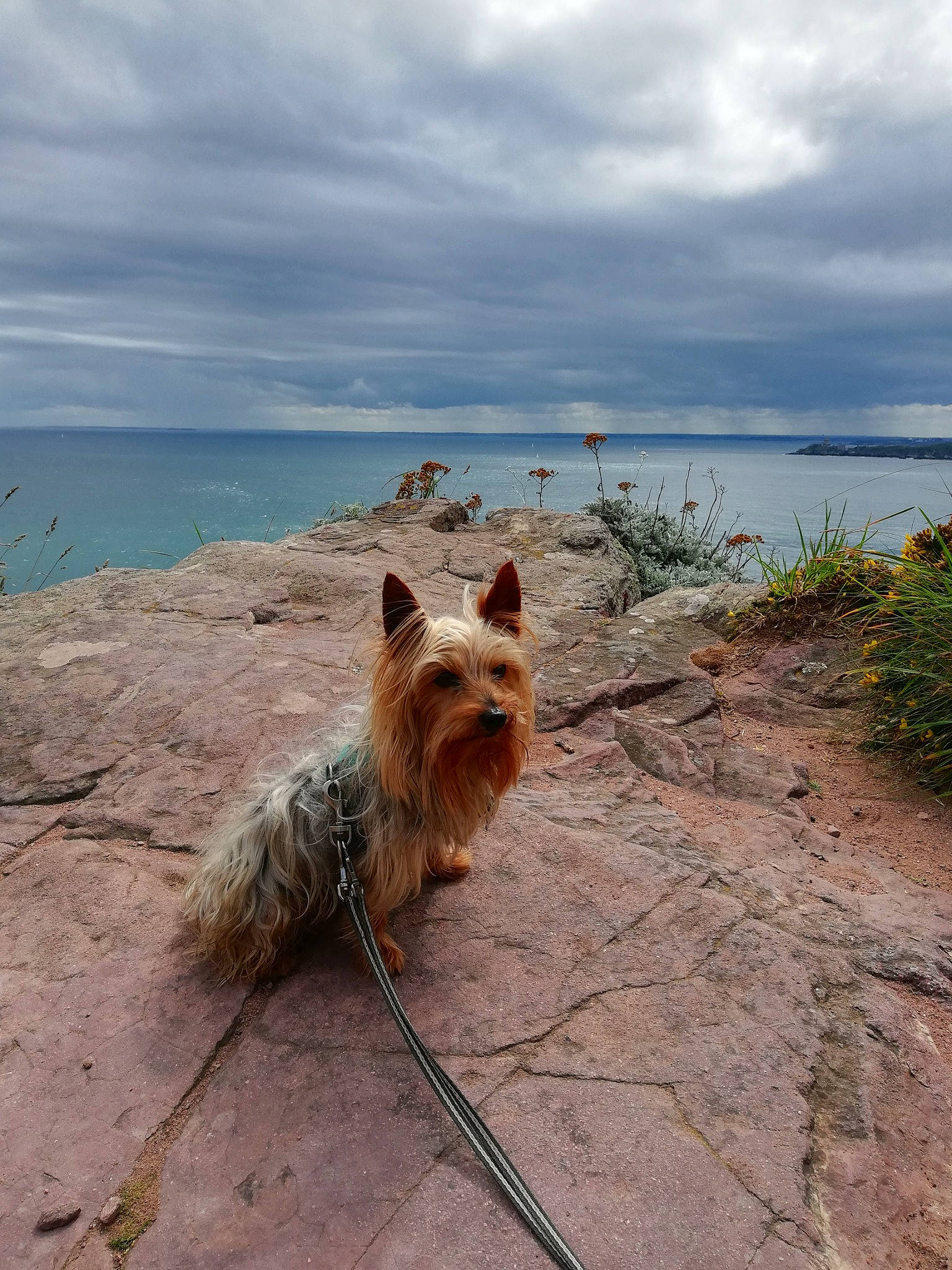 Joe participe au concours pour gagner de l'argent avec cette photo : canidae, carnivore, cloud, companion_dog, dog, dog_breed, fawn, grass, horizon, lake, landscape, ocean, plant, sky, small_terrier, snout, sporting_group, terrier, water, wood