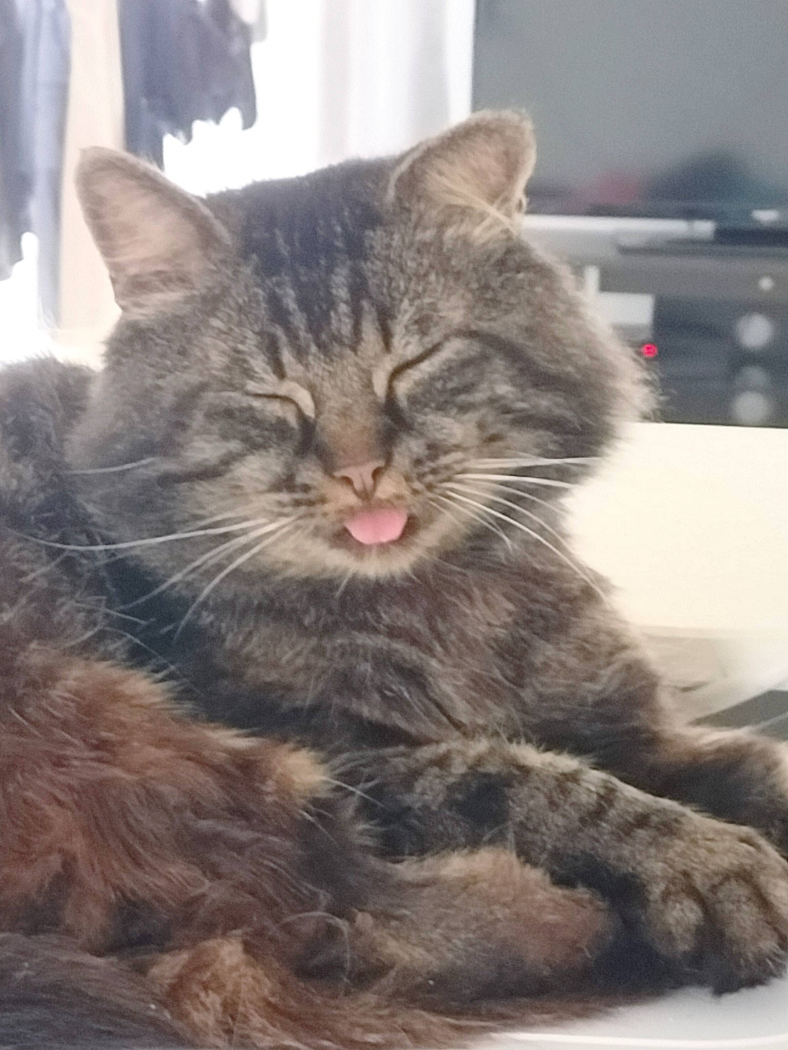 Booba participe au concours pour gagner de l'argent avec cette photo : carnivore, cat, claw, domestic_short_haired_cat, felidae, fur, maine_coon, paw, small_to_medium_sized_cats, snout, terrestrial_animal, whiskers