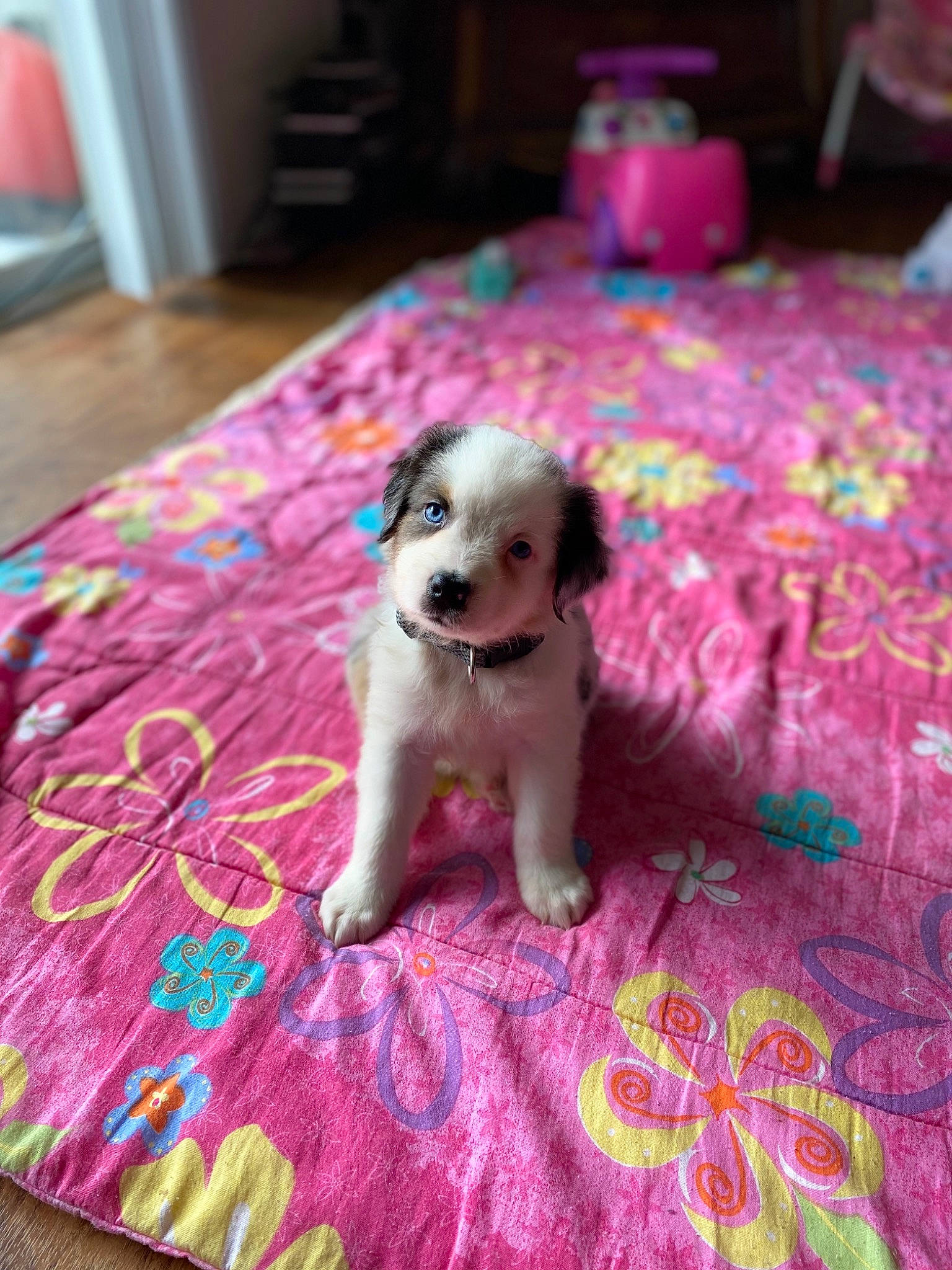 Coop joined the competition — help win amazing prizes! canidae, carnivore, cavachon, companion_dog, dog, dog_breed, fawn, mammal, puppy, rare_breed_dog, shih_tzu, sporting_group, vertebrate