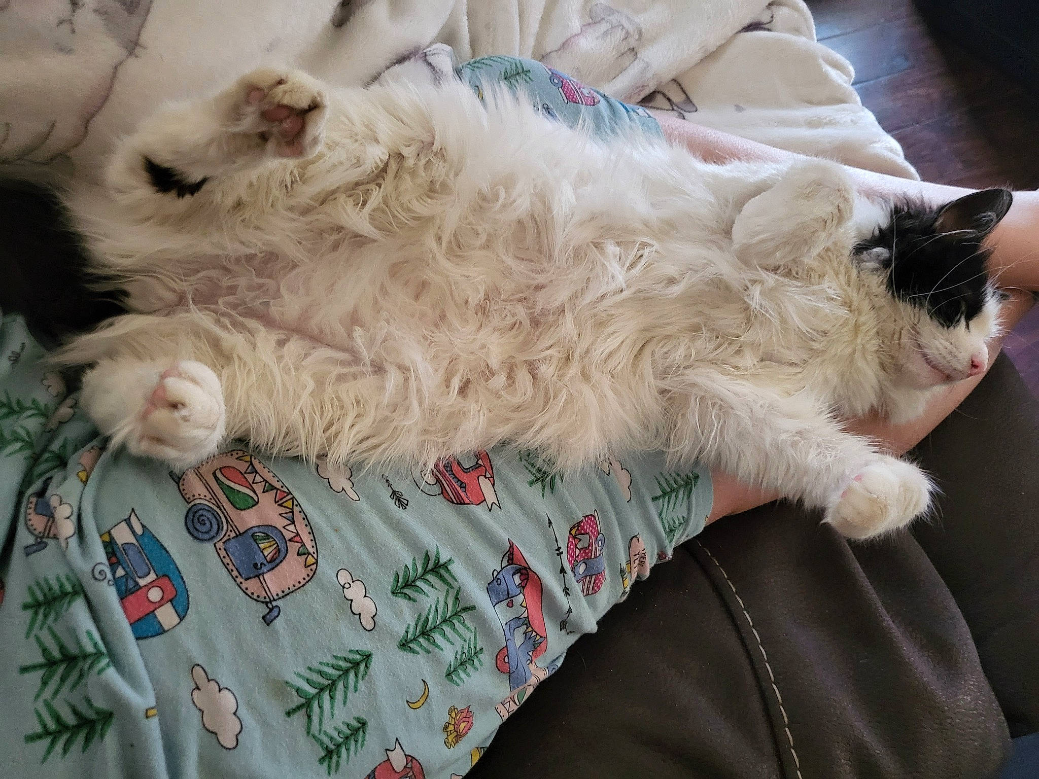 Howie is registered to the contest to win money with this photo: carnivore, cat, claw, comfort, companion_dog, couch, domestic_short_haired_cat, fawn, felidae, fur, lap, linens, nap, paw, ragdoll, sleep, small_to_medium_sized_cats, tail, whiskers