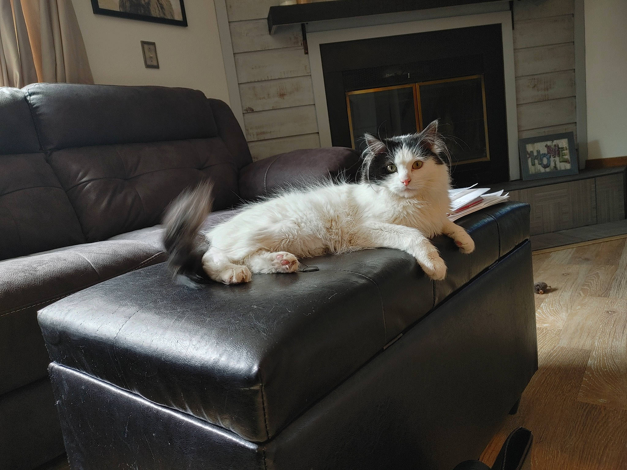 Howie is registered to the contest to win money with this photo: carnivore, cat, comfort, companion_dog, couch, felidae, floor, flooring, fur, grey, hardwood, interior_design, living_room, picture_frame, room, small_to_medium_sized_cats, studio_couch, tail, whiskers, window