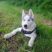 Vegas a rejoint le concours — aidez-le/la à gagner de superbes lots ! dog, husky, puppy, blue_eyes, grass, outdoor, nature, pet, canine, animal, young_dog, tongue_out, playful, fur, ears, collar, lying_down, greenery, cute, adorable